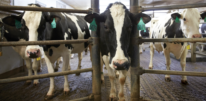 Dairy cows at Michigan State University