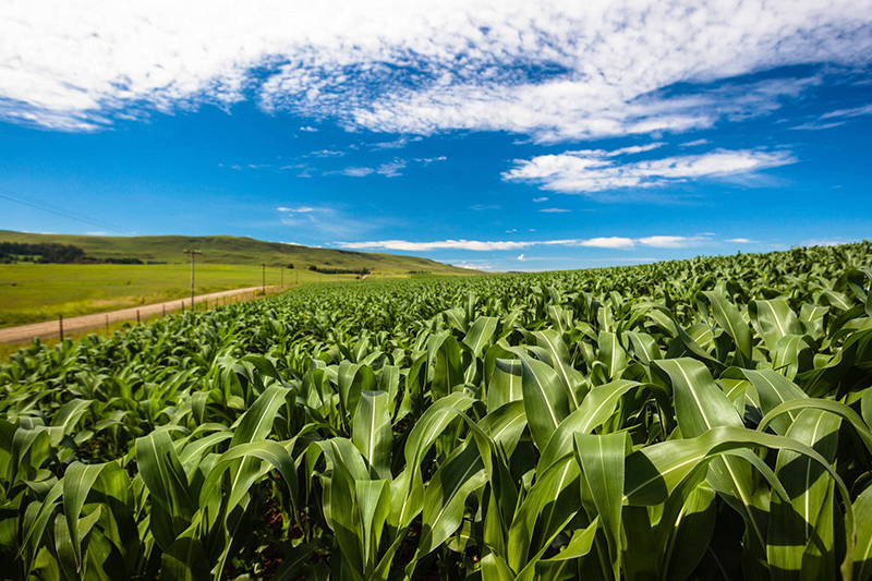 The Michigan Potash and Salt Co. announced it now has all regulatory approval to begin construction on its $1 billion potash facility near Evart. // Courtesy of Michigan Potash and Salt Co. 